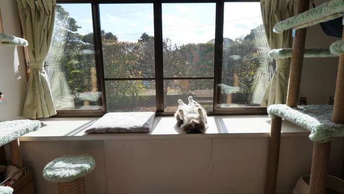 部屋に入り込む日差しとへそ天する猫(庭の風景入り)