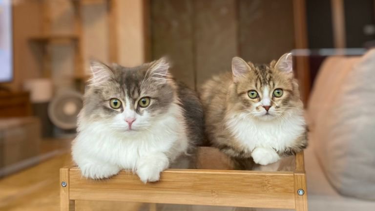 2匹の猫