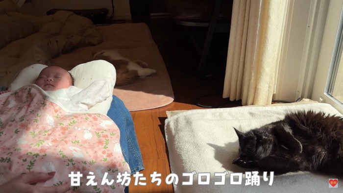 赤ちゃんの近くに寝転ぶ猫達