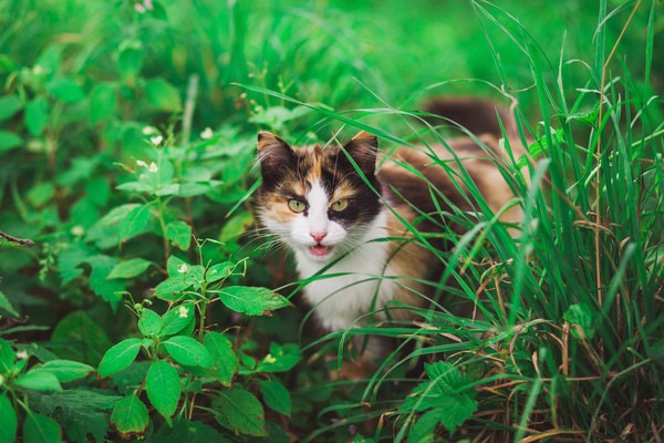 草むらの猫