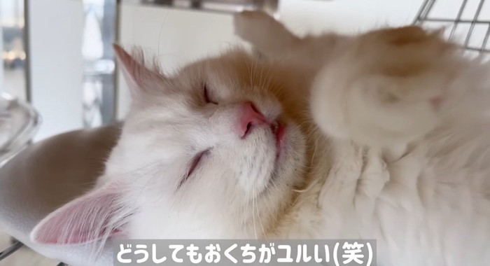 寝ている猫