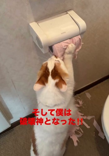 トイレットペーパーを破る猫