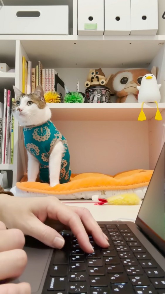 棚の中のベッドからママの仕事を見守るキジ白猫