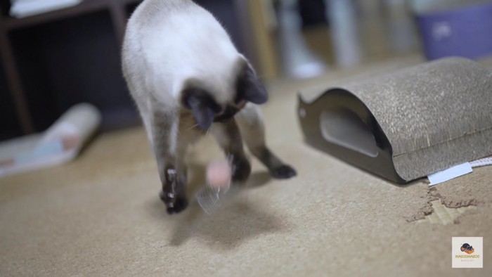 股下のオモチャと遊ぶシャム猫