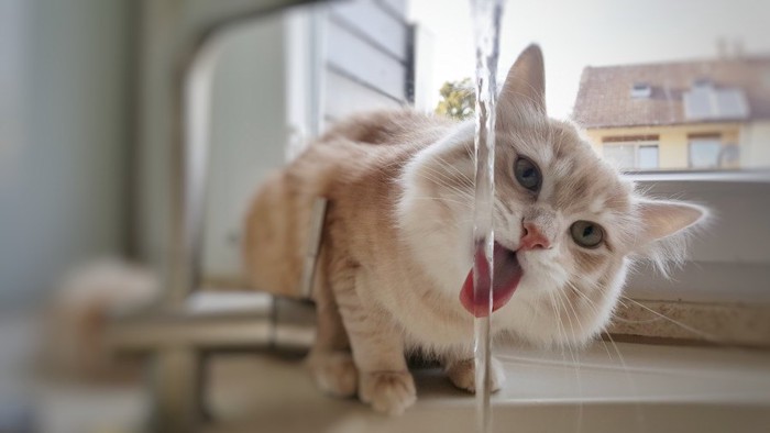 蛇口からの水を飲む猫