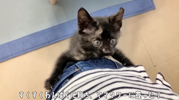 飼い主にのぼる子猫