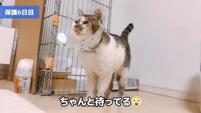 カラーを着けた猫