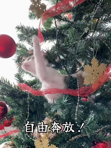 クリスマスツリーで遊ぶ子猫