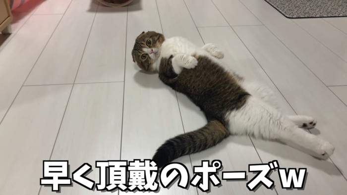 仰向けに寝る猫