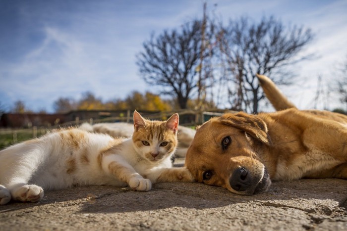 寝そべる犬と猫