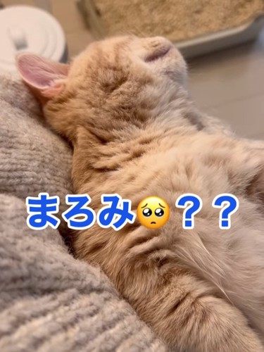 名前を呼ばれる猫