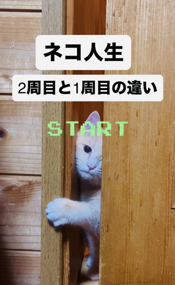 引き戸を開けようとするクリーム茶トラ猫