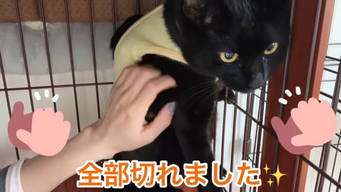 なでられる黒猫