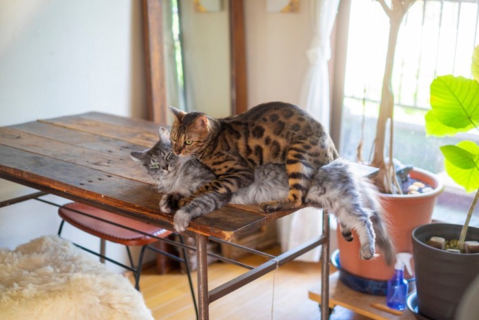 猫のマウント