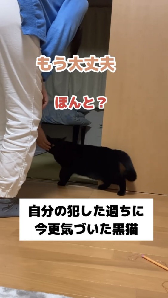 撫でられる黒猫