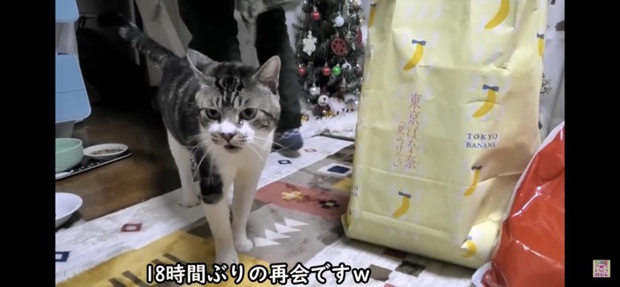 お土産と猫