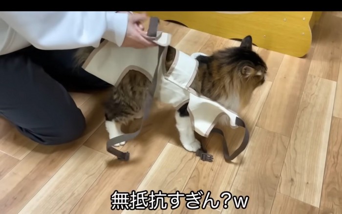 受け入れる猫