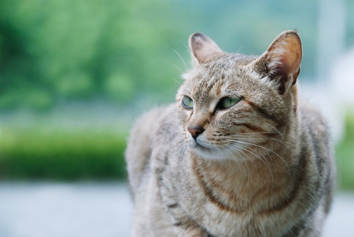 座る縞模様の猫