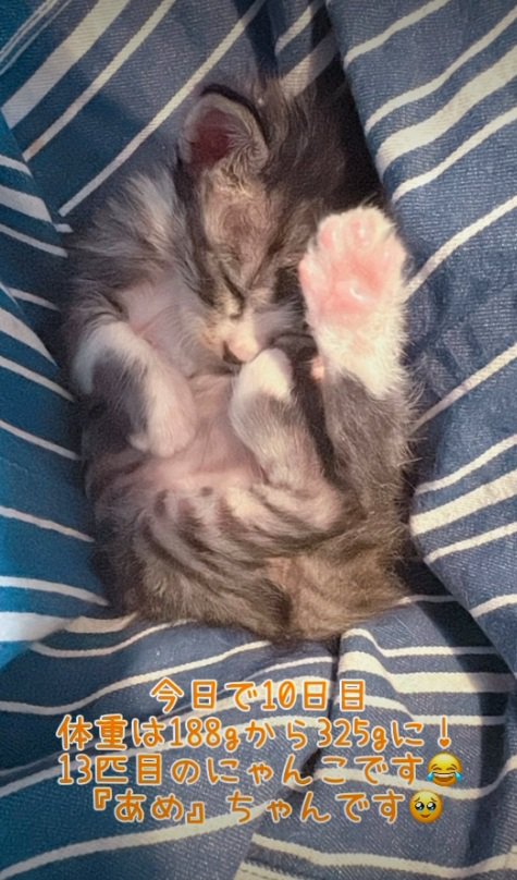 仰向けで寝ている子猫