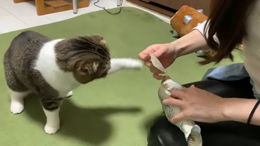 前足をあげる猫