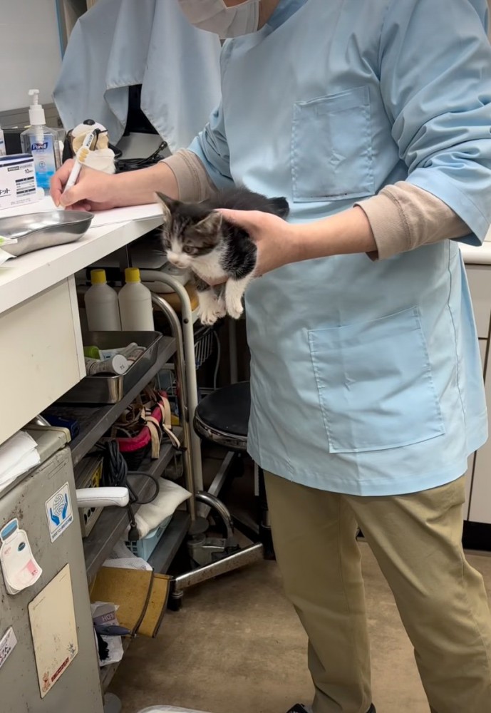 獣医に抱っこされる子猫