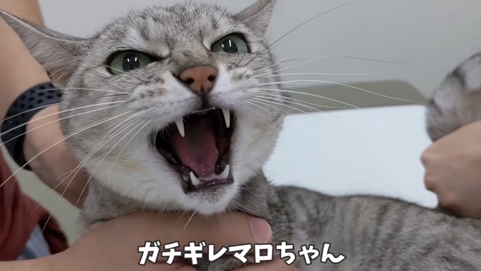 怒る猫