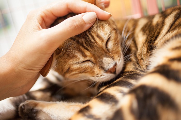 飼い主に頭を撫でられて嬉しそうな猫