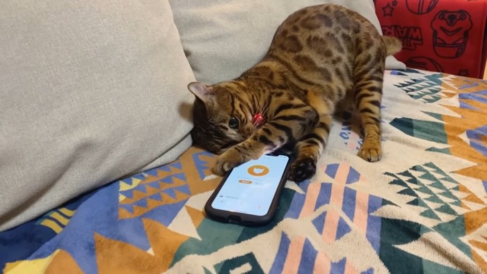 スマホに顔を近づける猫