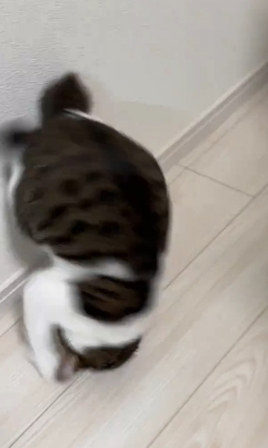 3度目の前転をする猫