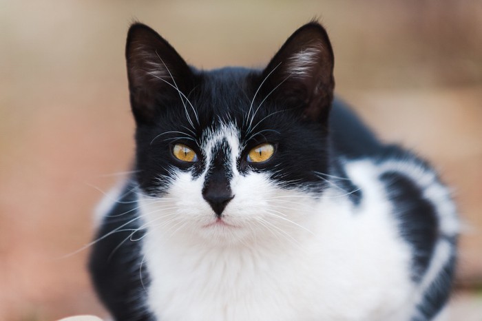 鼻がコアラのような模様の猫