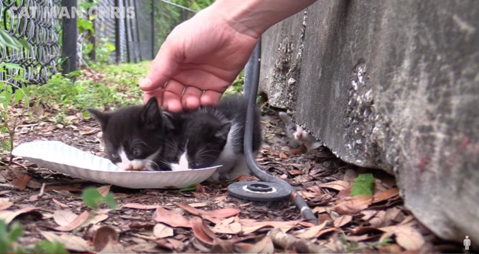 餌を食べる猫