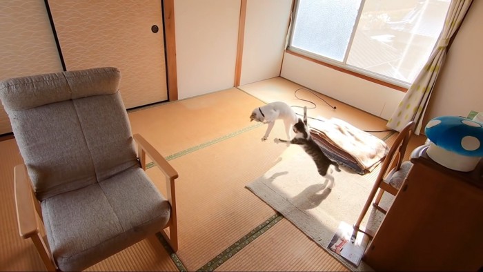 白猫さんに飛び掛かるキジ白さんと、ジャンプで避ける白猫さん（画像右中央）
