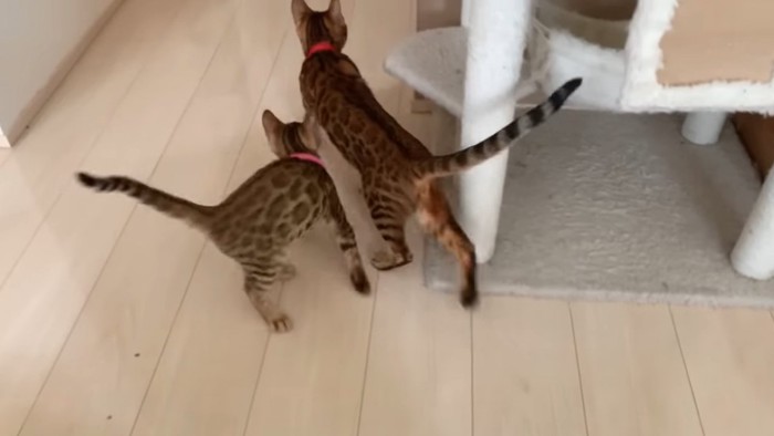 歩く成猫と子猫の後ろ姿