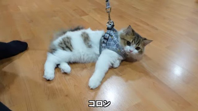 床に寝転がる猫