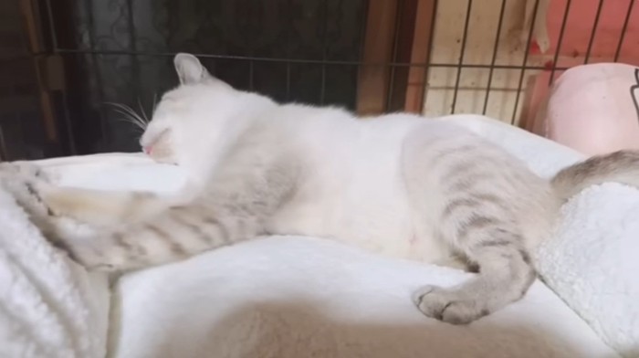 猫用ベッドで寝ながらふみふみするシャムトラ猫