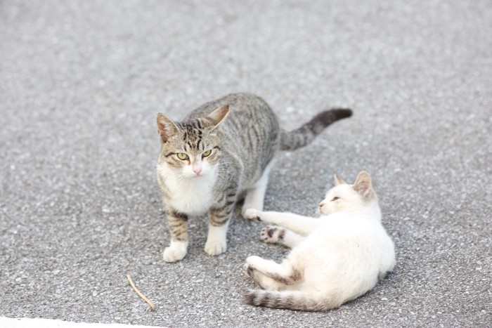 2匹の若い猫