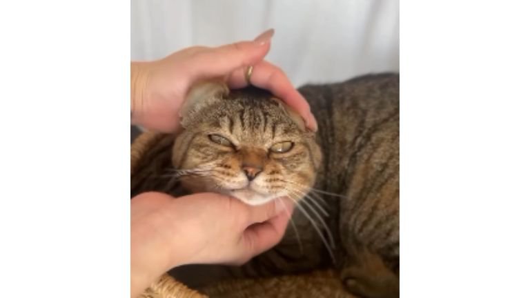 室内にいる猫