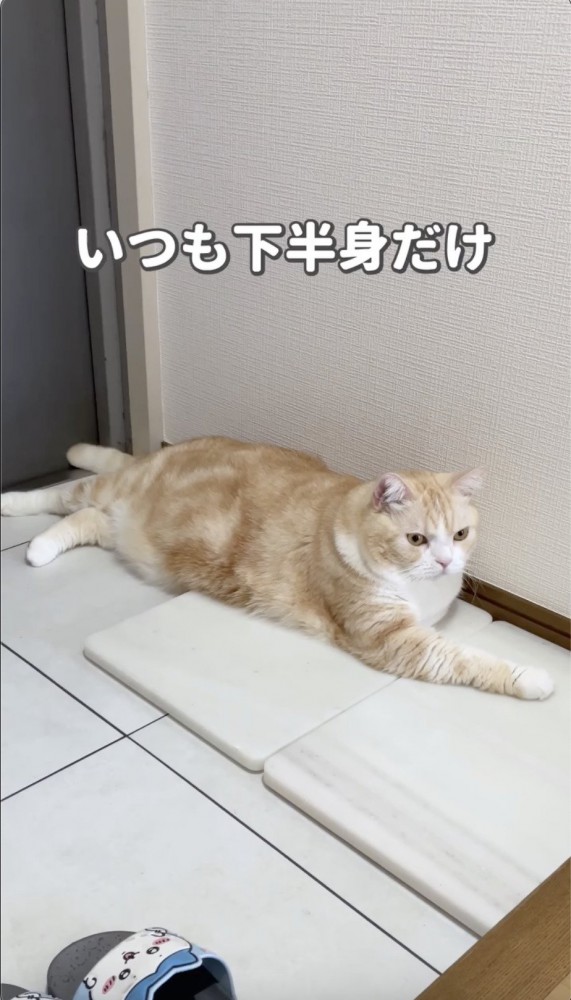 大理石の上に半分だけ体を乗せる猫