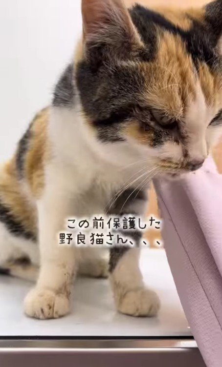 保護された子猫
