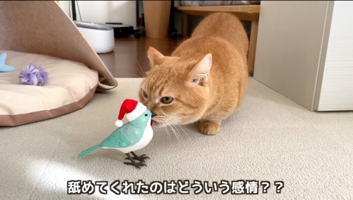 鳥のおもちゃを舐める茶トラ猫