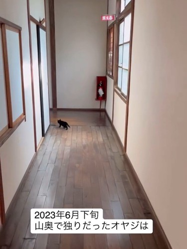 廊下を歩く子猫