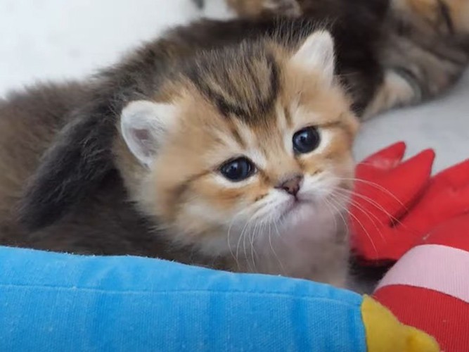 見つめる子猫
