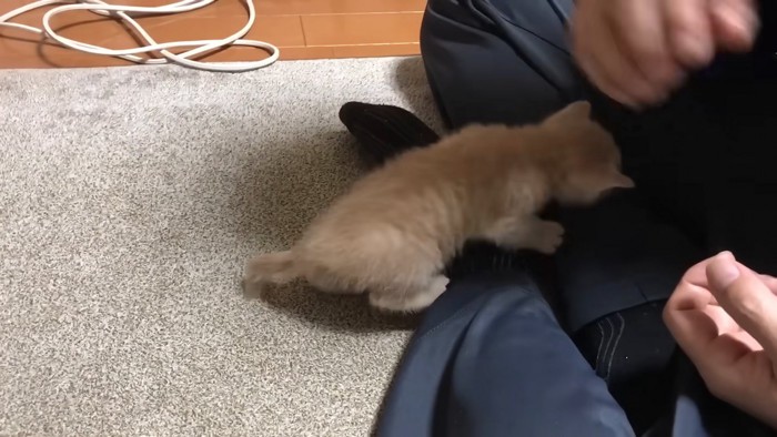 ひざの上にのぼる子猫
