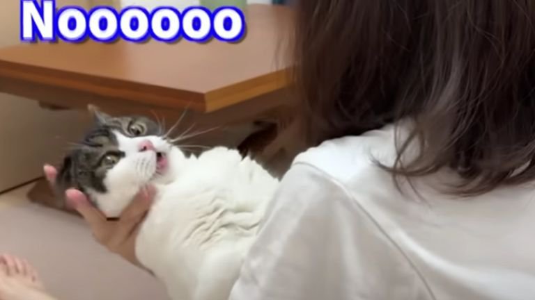 女性につかまる猫