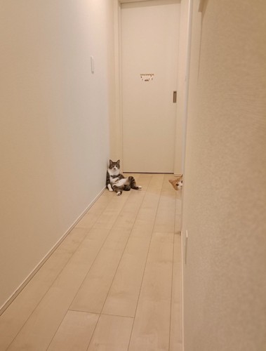 2匹の猫