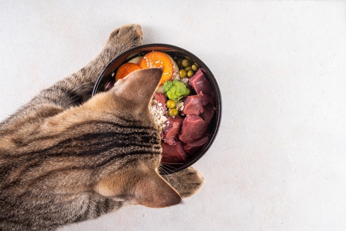 いろんな食材が乗ったボウルを覗くキジトラ猫