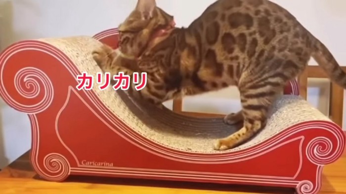 爪とぎをする猫