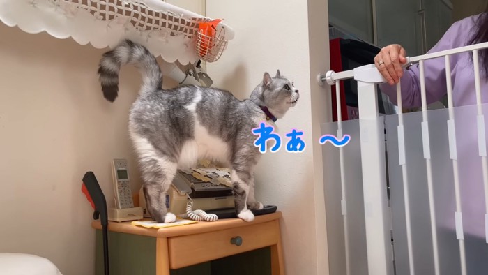 台に乗って鳴く猫