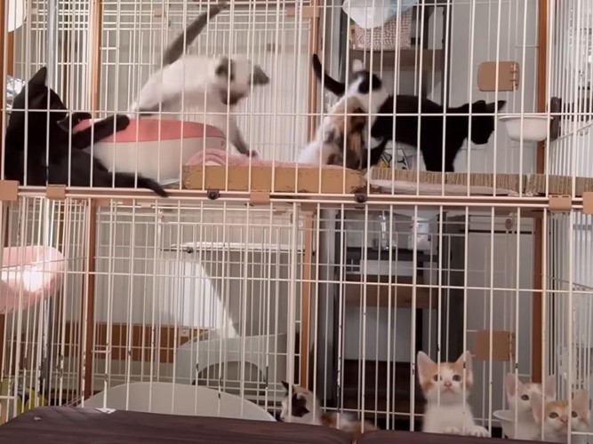 ケージ内の子猫たち