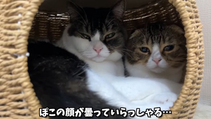 2匹の猫